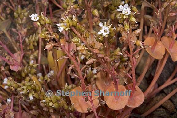 claytonia parviflora ssp parviflora 11 graphic